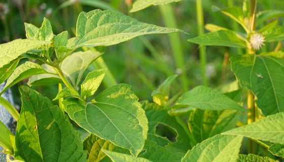 ���ޱ�Ӯ���ʡ�437ccm(�й���)�ٷ���վ